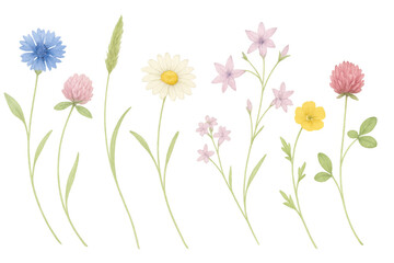Fototapeta premium Vibrant wildflowers bursting with color against transparent backdrop, revealing botanical diversity and delicate floral details