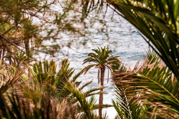 Paisaje en Rambla de Castro, Municipio de los Realejos, isla de Tenerife.