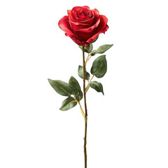 Obraz premium Isolated Elegant Red Rose 