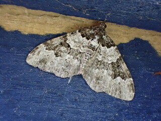 Garden Carpet moth (Xanthorhoe fluctuata)
