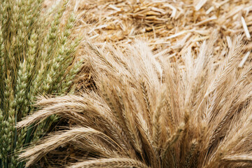 background of grain ears in rustic style.
