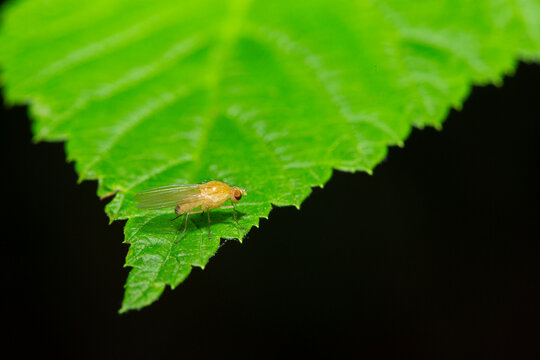 Drosophile, petite mouche sur feuille de tilleul