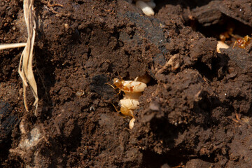 Intérieur de nid de fourmis Lasius sp. avec son couvain-oeufs.