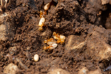 Intérieur de nid de fourmis Lasius sp. avec son couvain-oeufs.
