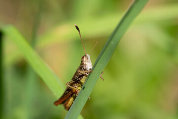 Sauterelle au repos sur tige verte