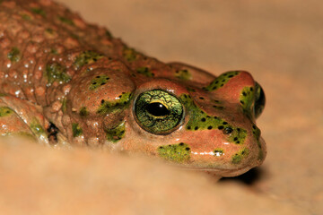 crapaud de Brongersmai bufo brongersmai au maroc dans l'atlas en altitude