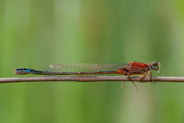 libellule demoiselle au repos