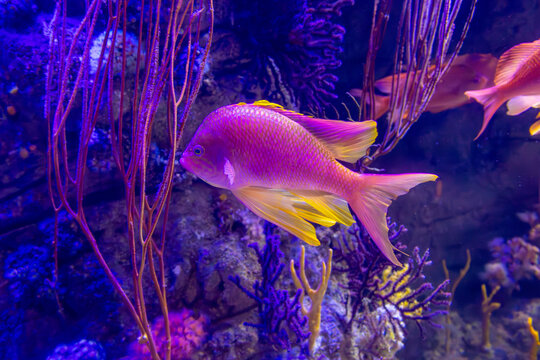 Fish Anthias anthias, also known as the three-tailed barberfish or common barberfish, at the Oceanographic Aquarium in Valencia, Spain.