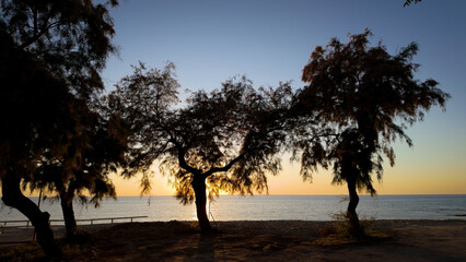 The silhouettes of mediterranean scrub trees stand out against the golden light of the setting sun...