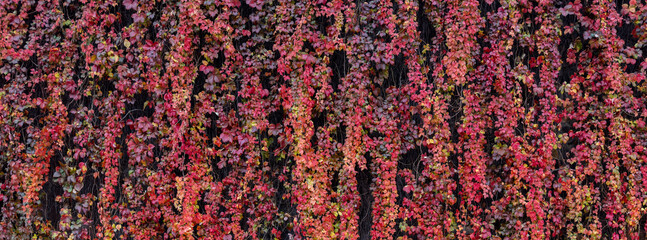 autumn leaves on the ground