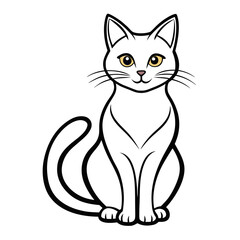 black and white cat