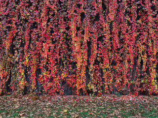 autumn leaves on the ground