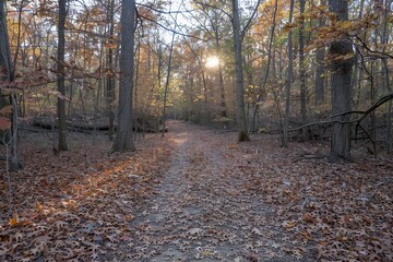 A peaceful forest path covered with autumn leaves, with sunlight streaming through the trees 