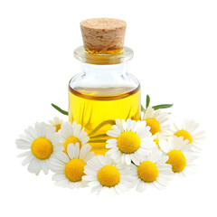 Chamomile oil isolated on transparent background