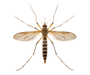 Close-Up View of Female Aedes Aegypti Mosquito Isolated on transparent Background
