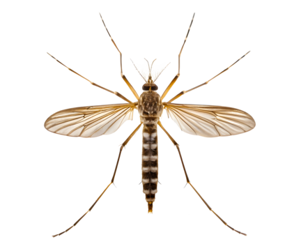 Close-Up View of Female Aedes Aegypti Mosquito Isolated on transparent Background