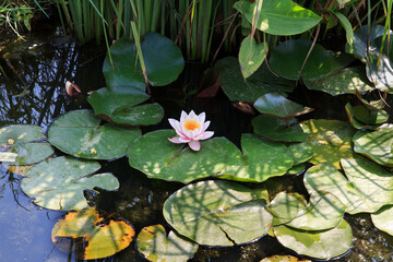 Water lily blooms gracefully among lush green leaves in a serene pond