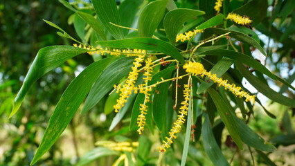 A vibrant Acacia auriculiformis tree displays numerous yellow flower spikes amidst its elongated green phyllodes