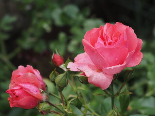 Pink rose flower with raindrops on the petals