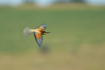 European bee-eater - Merops apiaster in flight with spanned wings and tail at green background. Photo from Tulcea in Danube Delta in Romania. Copy space on right side.