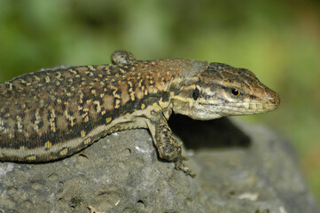 Fototapeta premium lizard sunbathing on a stone