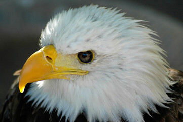 beautiful golden eagle photographed close-up