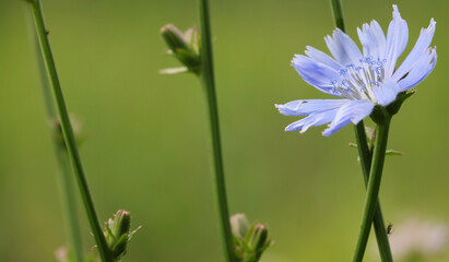 Common chicory (Cichorium intybus)