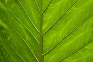 details of a large green leaf