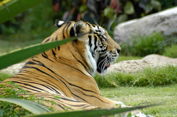 tiger resting after vegetation