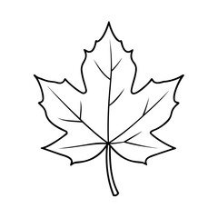 Fototapeta premium Outline a maple leaf with detailed veins on a simple nature