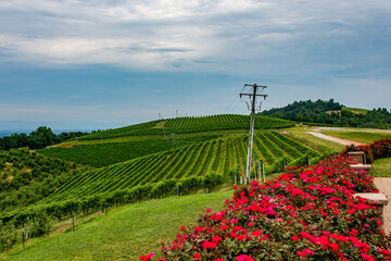 Vibrant red flowers in bloom adorn the foreground of a picturesque vineyard in Charlottesville, Virginia. Lush green grapevines stretch across the rolling landscape.