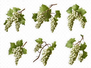 緑の輝き 白ブドウの調べ