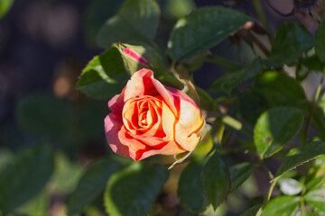 Orange Rose Blooming in Autumn