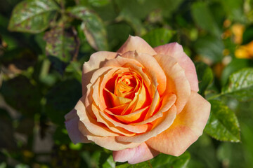 Orange Rose Blooming in Autumn