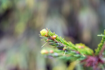 Closeup of fir branches with young buds. Spring nature concept. Fir branches with fresh shoots