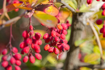 Red berries in a Tree
