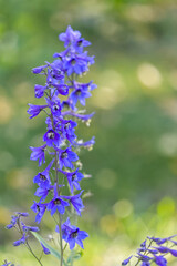 A Purple Delphinium in Bloom