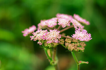 Purple and white wild carrot flowers blooming with blurred green background signaling summer season