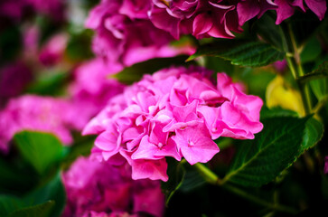 Closeup of lush pink hydrangea blossoms surrounded by vibrant green leaves in summer garden