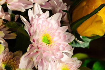 Macro closeup of pure white flower petals with detailed stamens and pollen soft focus