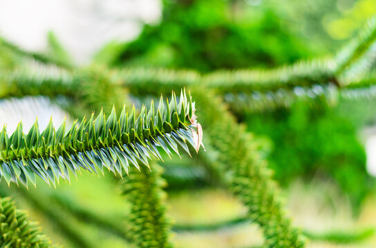 Closeup of Chilean monkey puzzle tree leaves with sharp needles and natural texture Germany