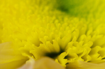Macro closeup of pure white flower center with stamens pollen and natural texture