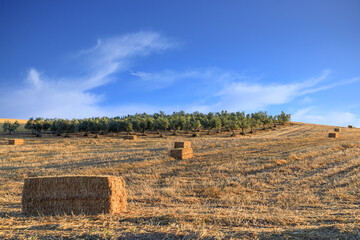 Summer hilly landscape with agricultural fields in Puglia, Southern Italy: fields with olive groves and hay bales in the early morning.