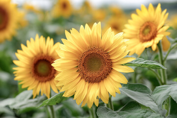 Fototapeta premium Vibrant sunflowers bloom in a field, their bright yellow petals radiating warmth and cheerfulness. The rich brown centers are surrounded by lush green leaves, creating a picturesque garden scene.