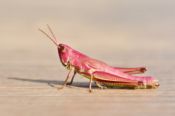 Chrysochraon dispar european locust from Czech republic. Pink form female. 