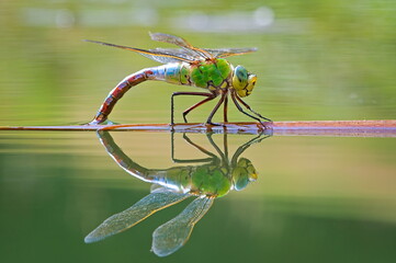 Dragonfly aeshna mixta aka migrant hawker dragonfly is laying eggs in water. Reflection on water surface. Nature of Czech republic.