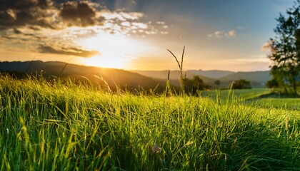 lush green grass swaying gently in the breeze during sunset in a peaceful rural setting
