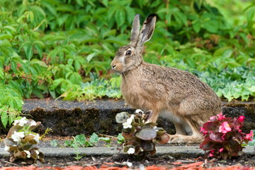 European Brown hare aka Lepus europaeus is living on old cemetery.