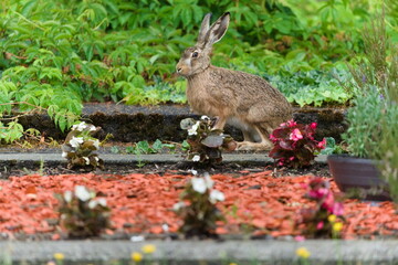 European Brown hare aka Lepus europaeus is living on old cemetery.