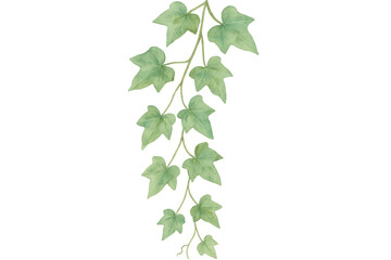 Obraz premium Watercolor ivy leaves trailing gracefully, green botanical illustration with transparent soft edges, elegant botanical design element